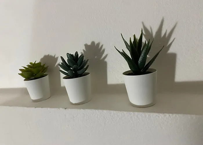 Il Profumo Dei Tigli * Imola